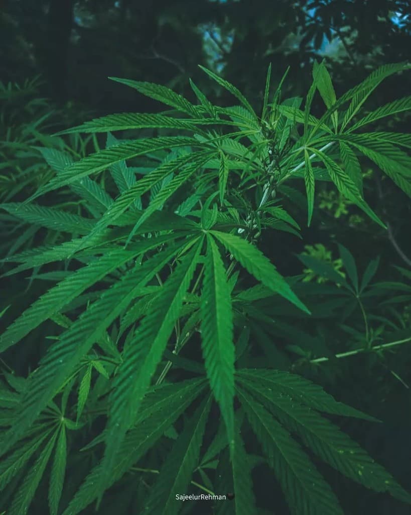 Green Foliage