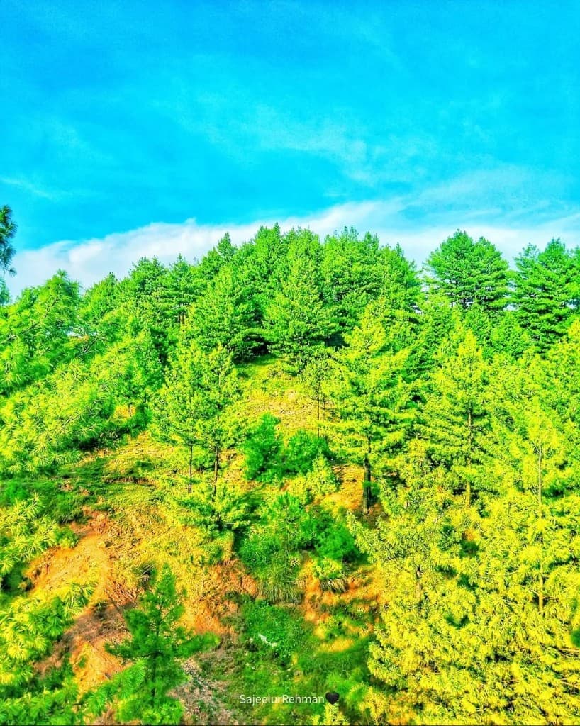 Pine Hillside