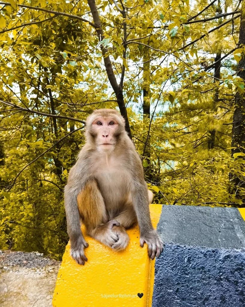 Monkey on Barrier