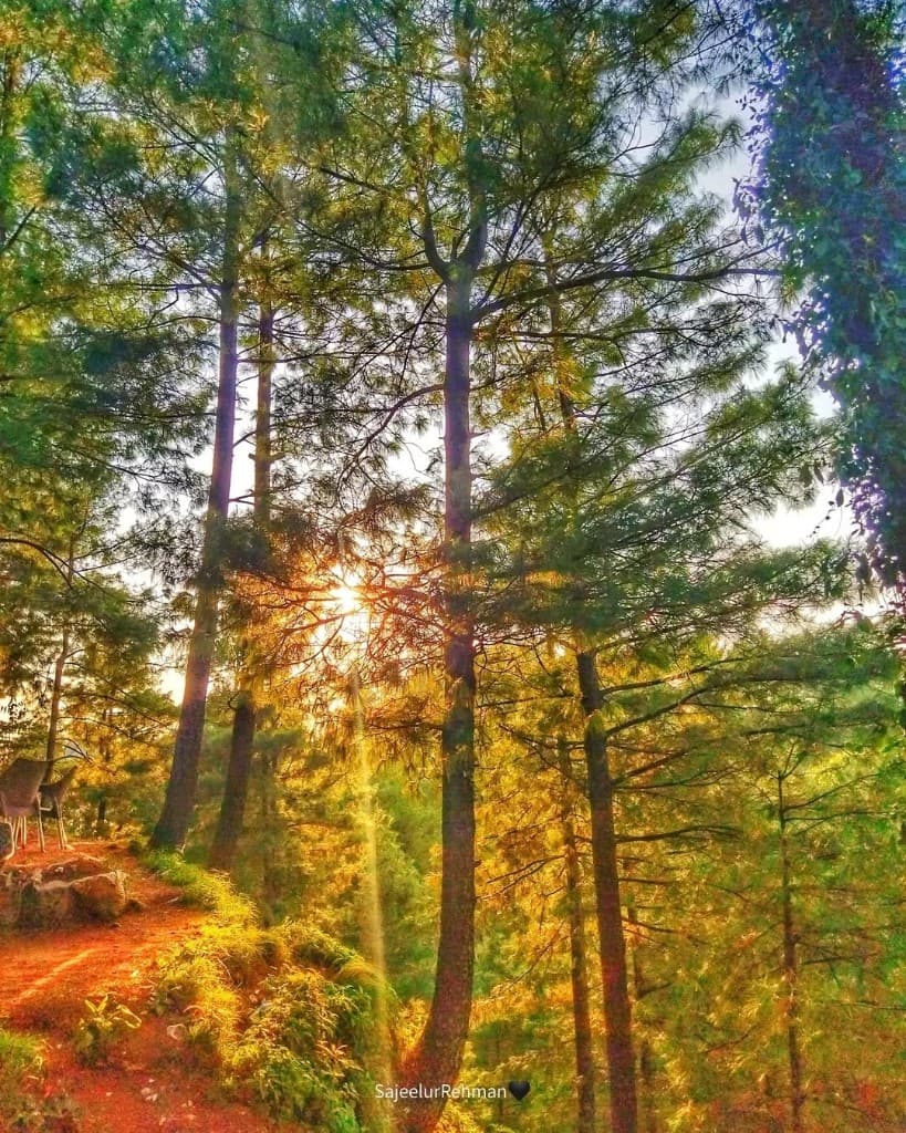 Sunlit Pines