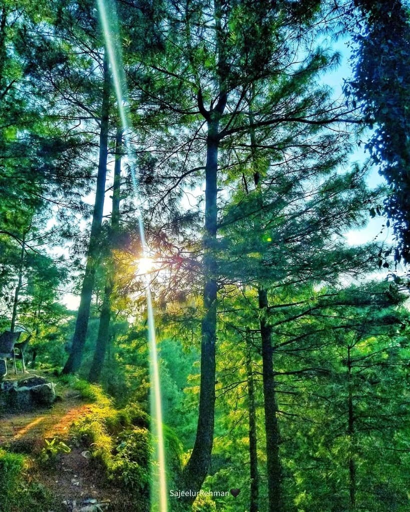 Forest Lens Flare