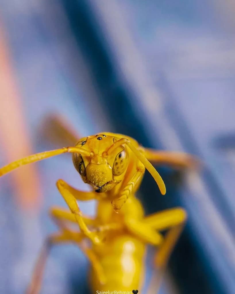 Wasp Portrait