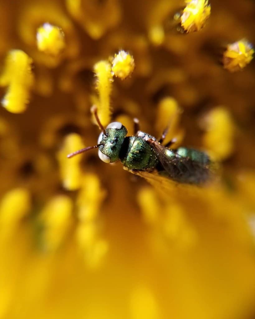 Metallic Bee