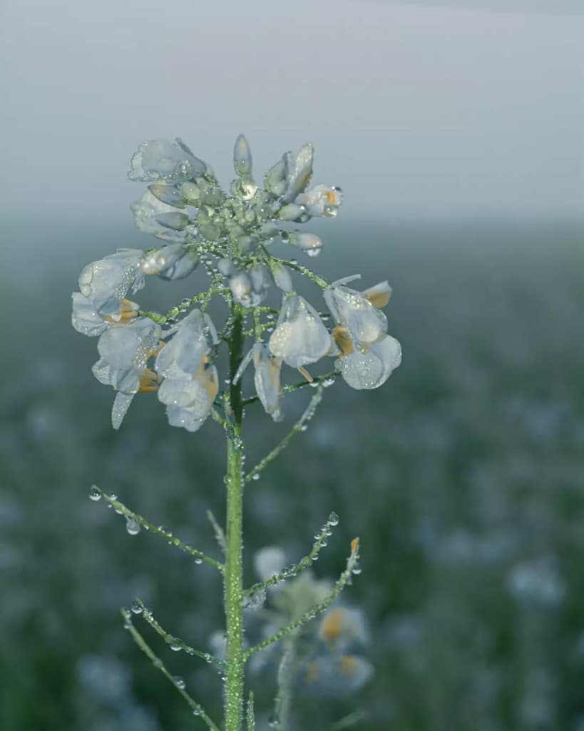 Dew Drops