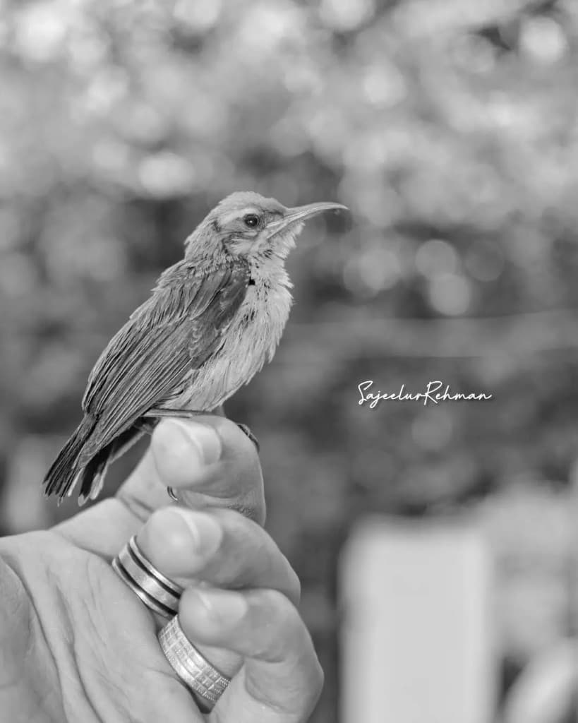 Bird on Hand