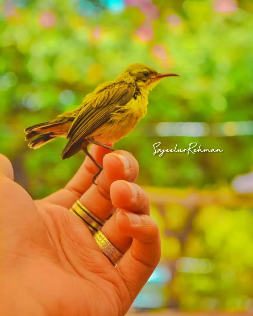 Sunbird