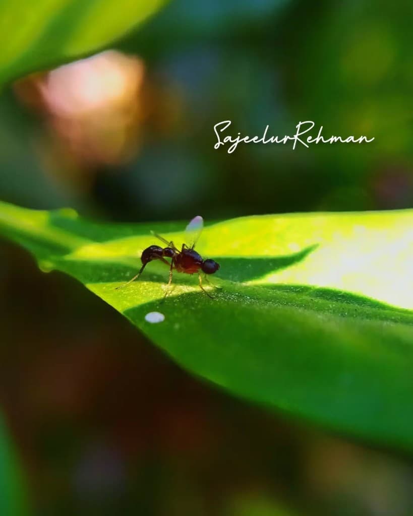 Insect on Leaf
