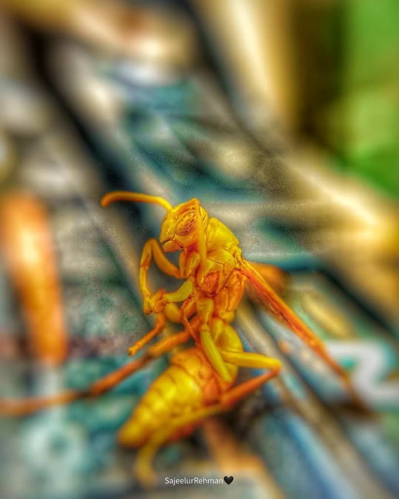 Yellow Wasp