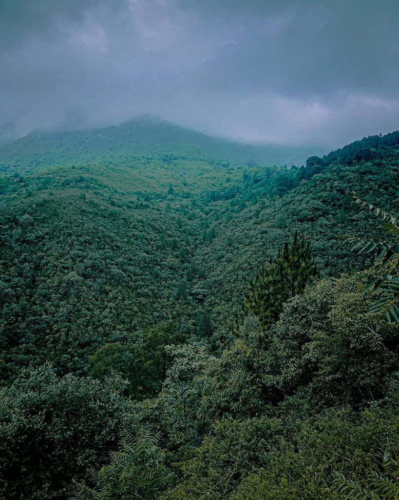 Forested Range