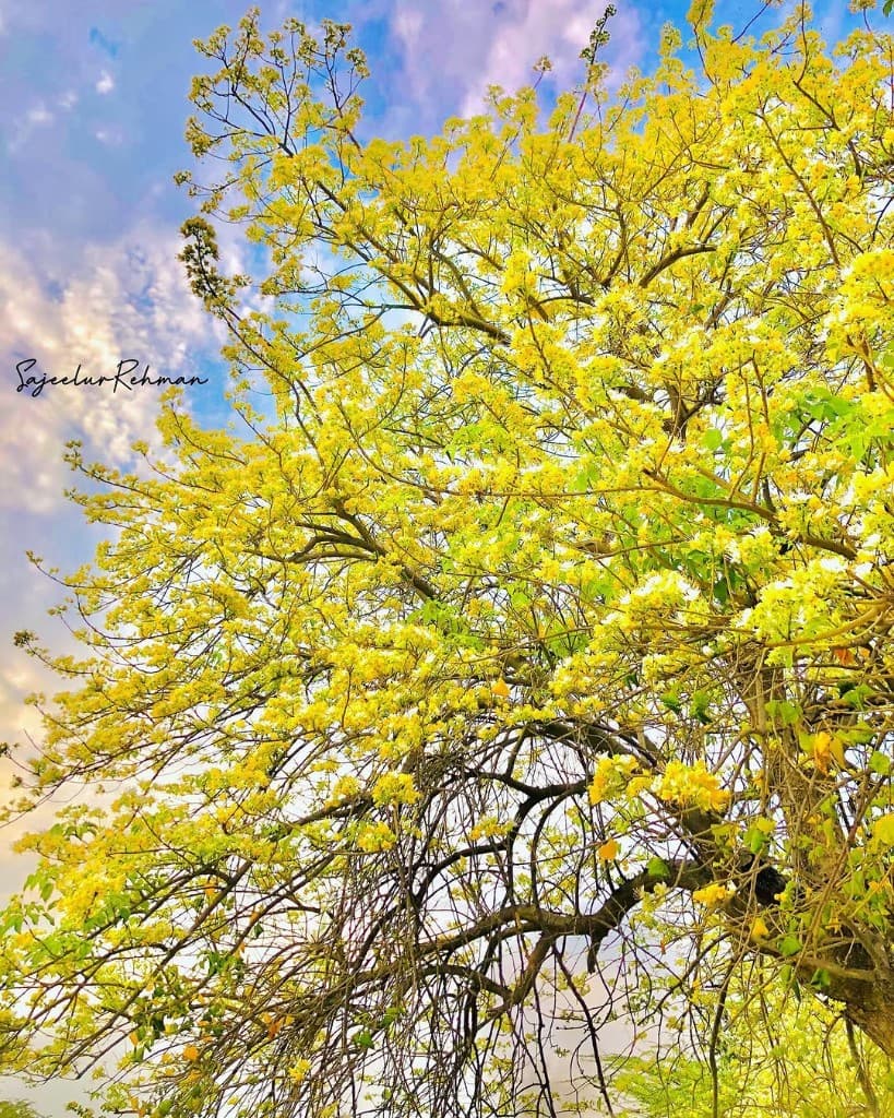 Flowering Tree