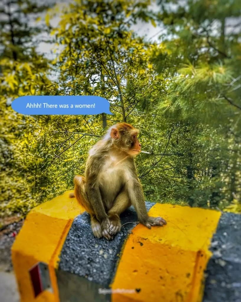 Roadside Monkey