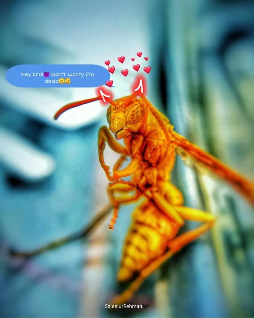 Wasp Macro