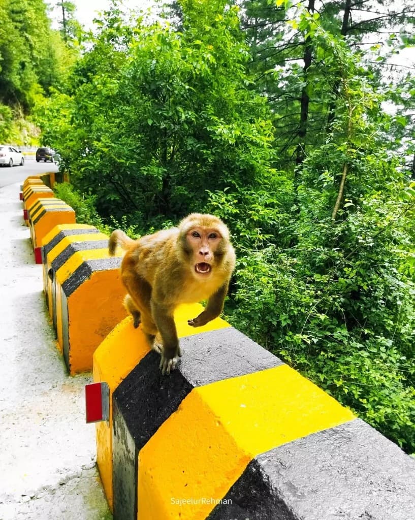 Mountain Monkey