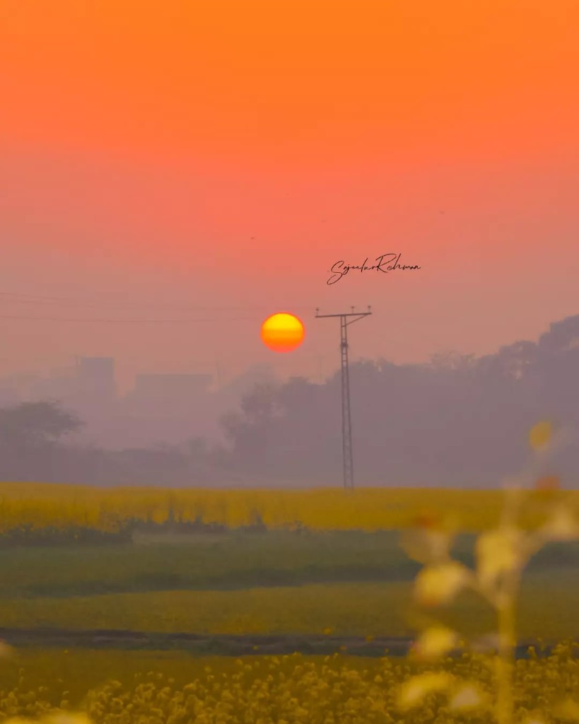 Golden Fields
