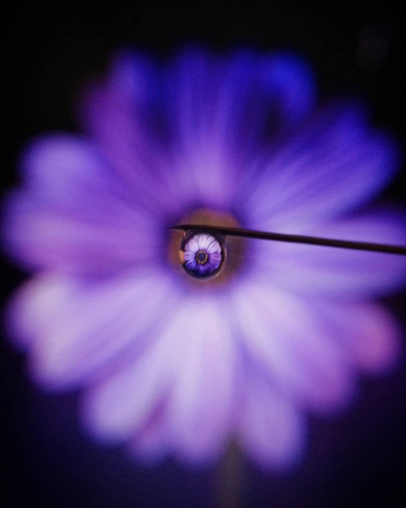 Flower Refraction
