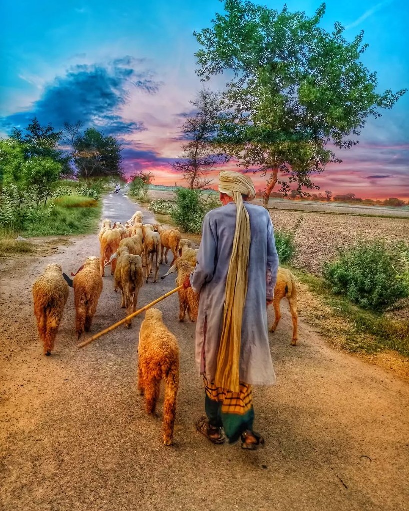 Shepherd Sunset